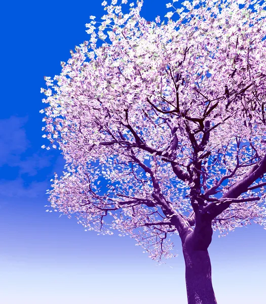 開花桜の木 — ストック写真
