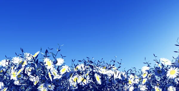 Flores de verano — Foto de Stock