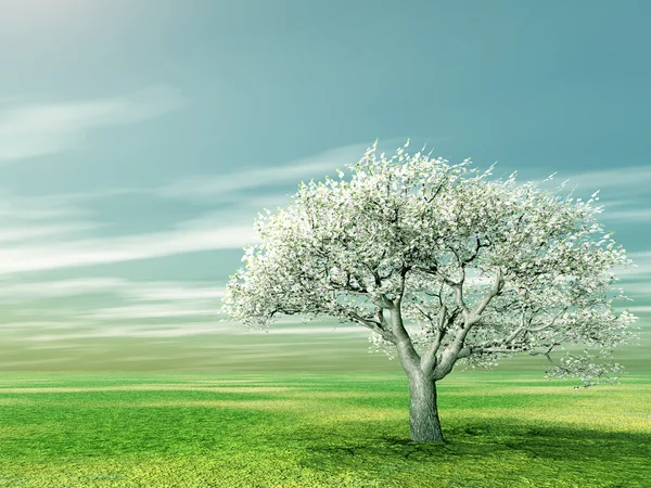 Blommande cherry tree — Stockfoto