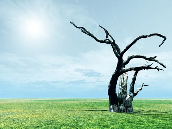 Landschaft mit abgestorbenem Baum — Stockfoto
