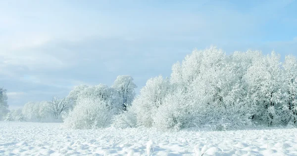 白色冬天 — 图库照片