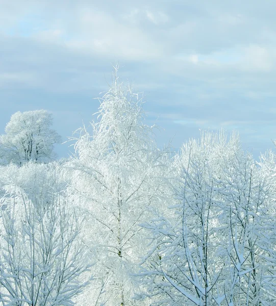 Λευκό χειμώνα — Φωτογραφία Αρχείου