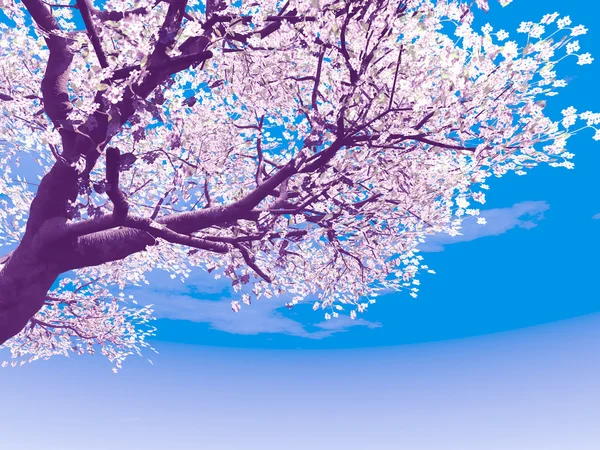 開花桜の木 — ストック写真