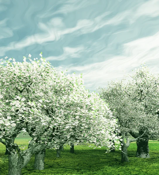 Blossoming cherry-trees — Stock Photo, Image