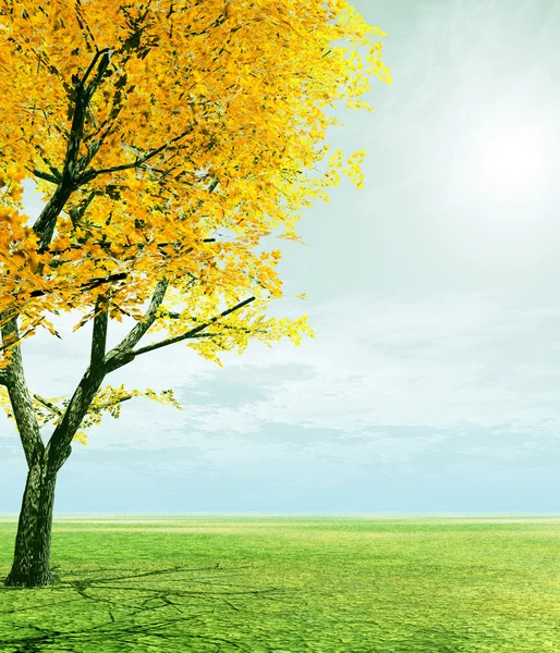 Sonbahar ağaçlar — Stok fotoğraf