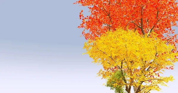 Осенние деревья — стоковое фото