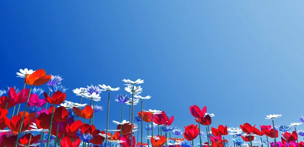 Sommar blommor — Stockfoto