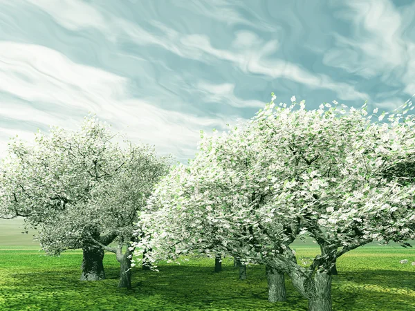 Cerisiers en fleurs — Photo