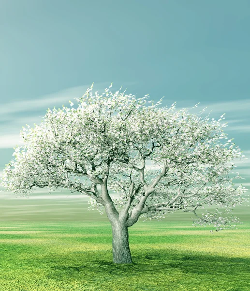 꽃이 만발한 벚꽃 나무 — 스톡 사진