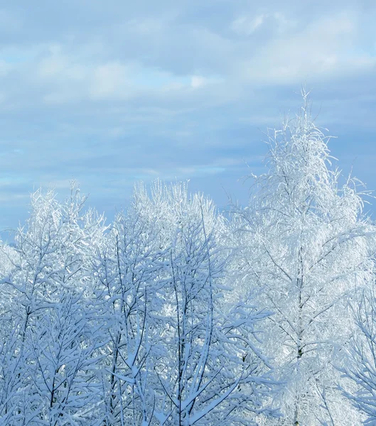 Λευκό χειμώνα — Φωτογραφία Αρχείου