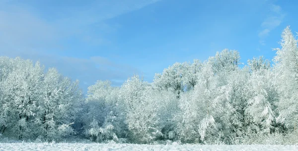Bílé zimní krajiny — Stock fotografie