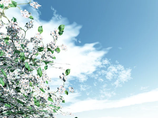 Blommande Cherry tree — Stockfoto
