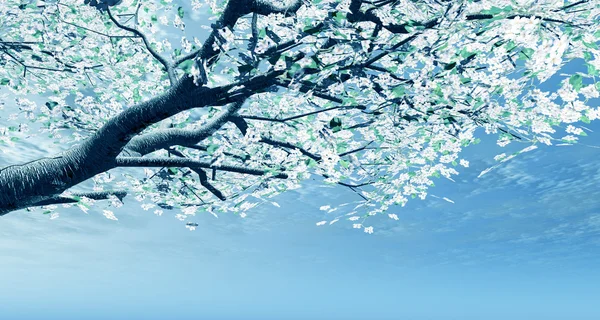Kiraz ağacı çiçek — Stok fotoğraf