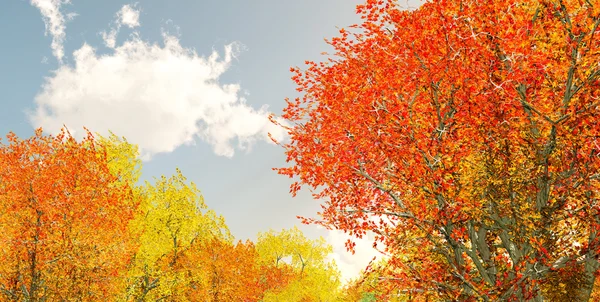 Merveilleux paysage d'automne — Photo