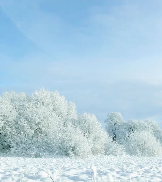 Blanc hiver — Photo