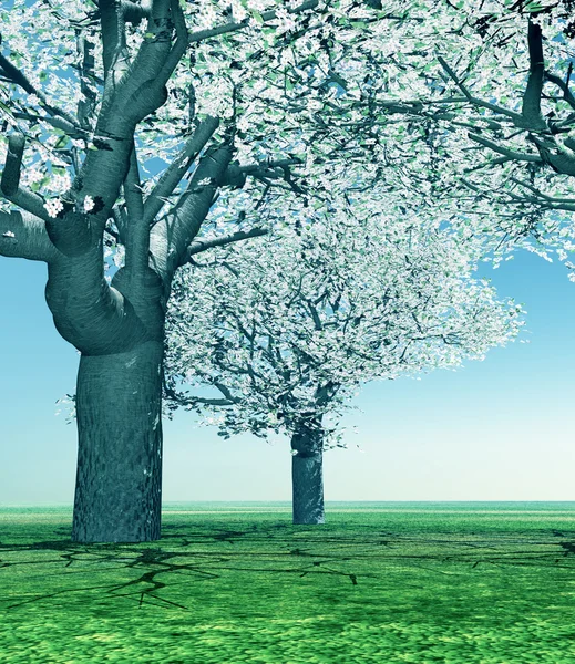 Blommande körsbärsträd — Stockfoto