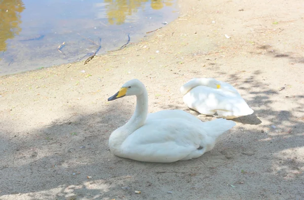 Os cisnes brancos — Fotografia de Stock