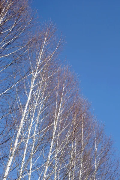 stock image Birches