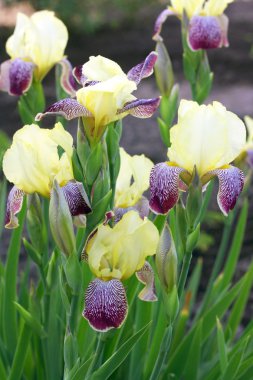 Iris çiçekler