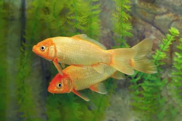Golden fish — Stock Photo, Image