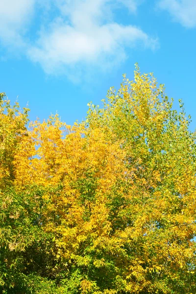 Heldere herfst kleuren — Stockfoto