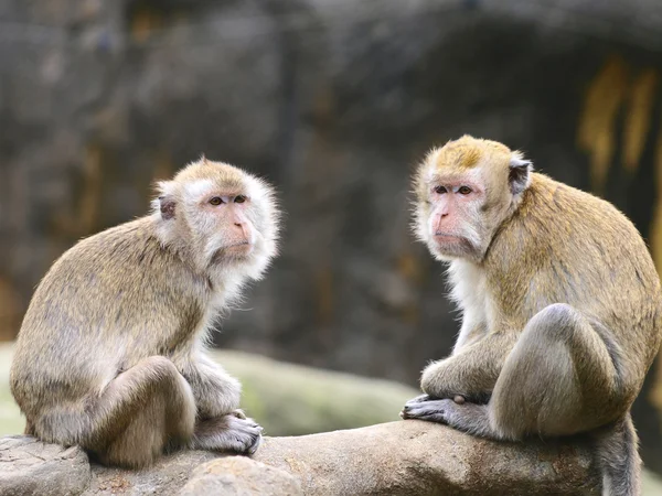 Dois macacos. — Fotografia de Stock