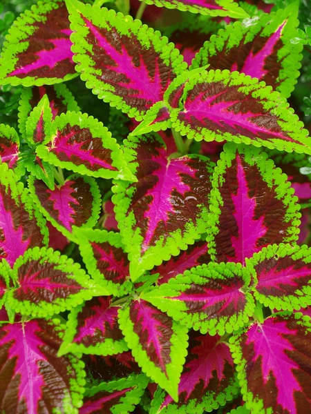 stock image Colorful leaves