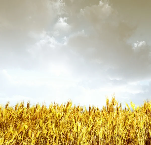 Пшеничное поле на закате — стоковое фото