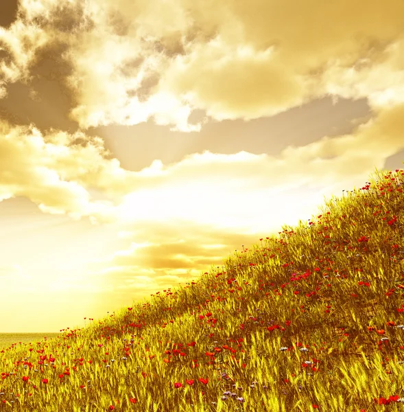 Campo de trigo con flores — Foto de Stock