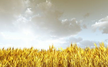 Gün batımında buğday tarlası