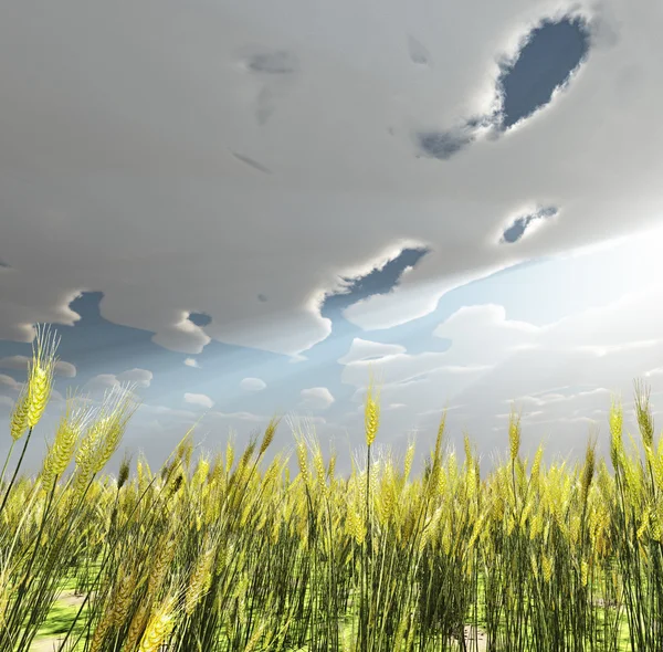 Пшеничное поле — стоковое фото