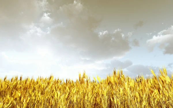 Campo di grano al tramonto — Foto Stock