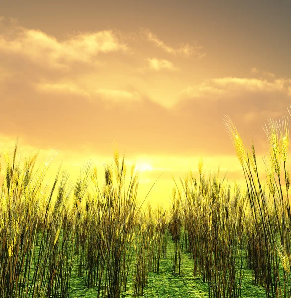 Прекрасный закат над пшеничным полем — стоковое фото