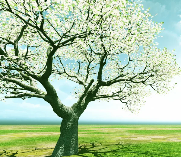Bela árvore florescente — Fotografia de Stock