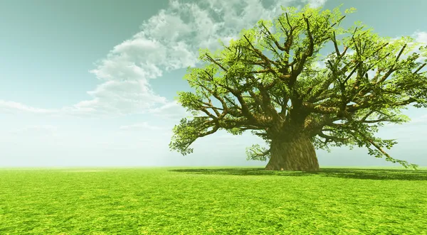 Indrukwekkende baobab — Stockfoto