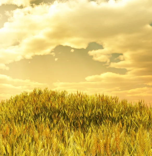 Hermoso campo de trigo —  Fotos de Stock