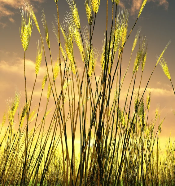 Beautiful wheat field — Stock Photo, Image