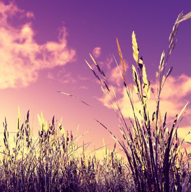 Wheat field in the sunset clipart