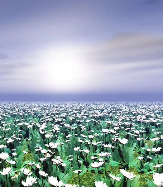Lindas flores ao pôr do sol — Fotografia de Stock
