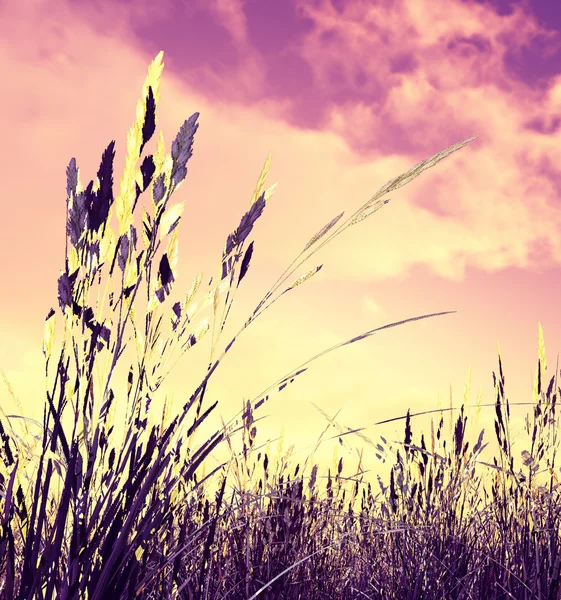 夕日の小麦畑 — ストック写真