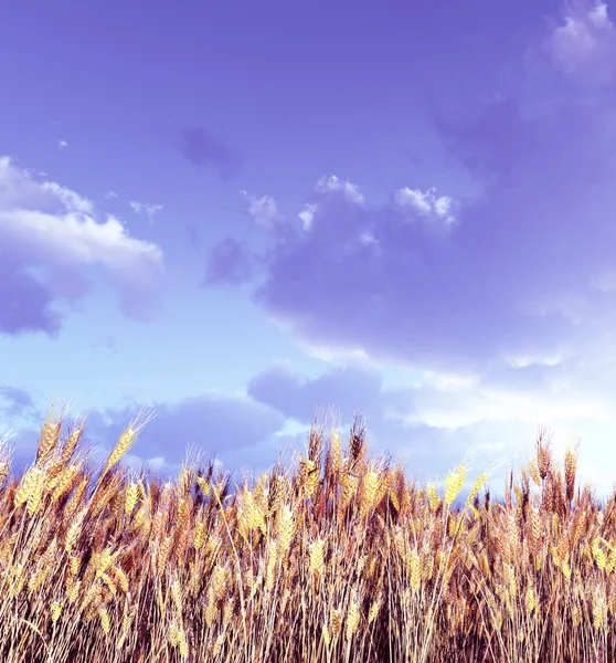 Campo de trigo no por do sol — Fotografia de Stock
