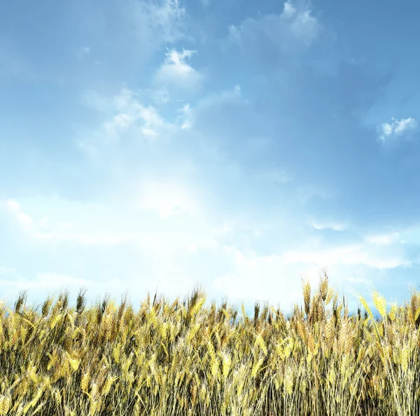 Пшеничне поле на заході сонця — стокове фото