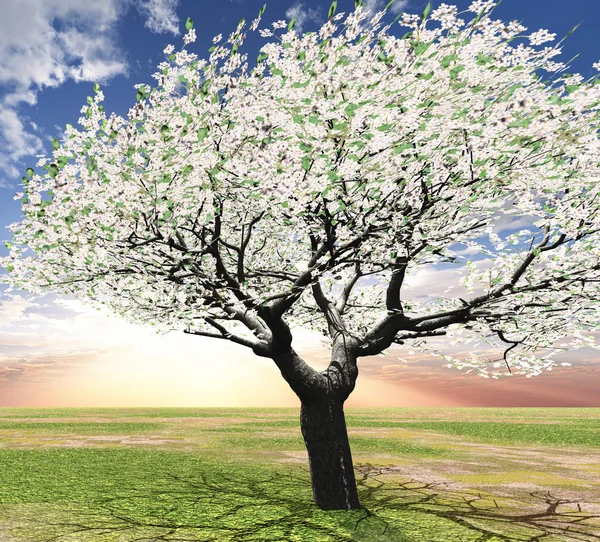 Bloeiende boom in de ondergaande zon — Stockfoto