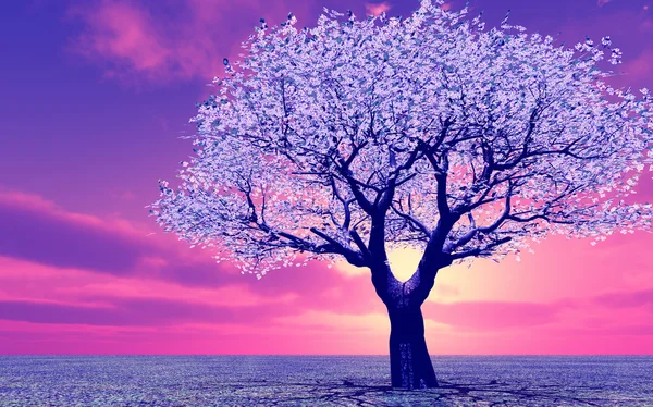 Hermoso árbol en la puesta del sol —  Fotos de Stock