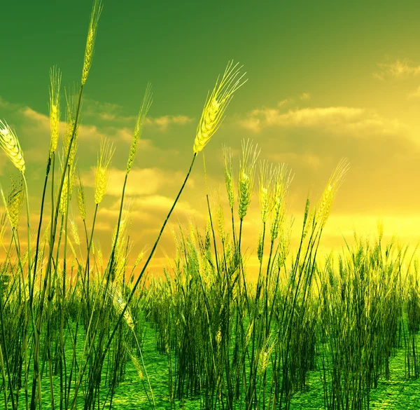 Beau coucher de soleil sur le champ de blé — Photo