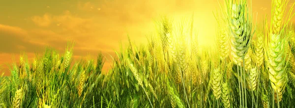 Belo campo de trigo ao pôr do sol — Fotografia de Stock