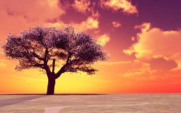 Blommande träd i solnedgången — Stockfoto