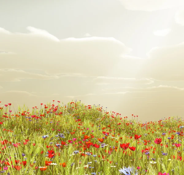 Campo de trigo com flores — Fotografia de Stock