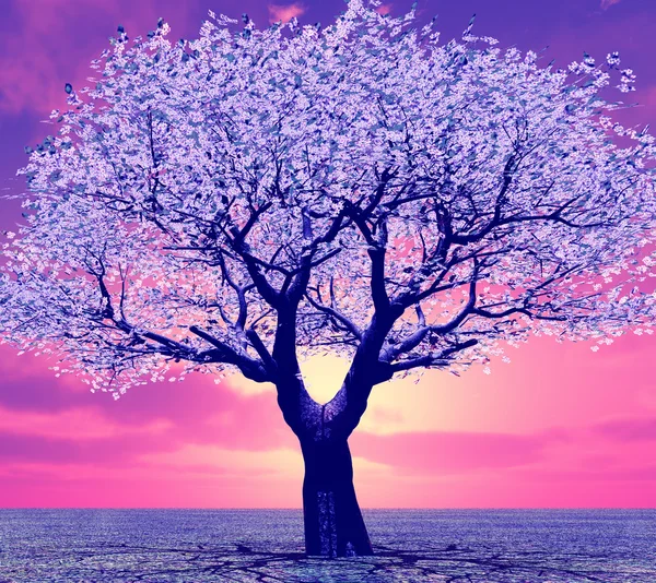 Bel arbre au coucher du soleil — Photo