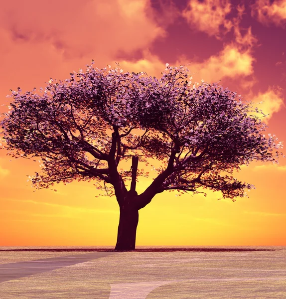 Blühender Baum im Sonnenuntergang — Stockfoto